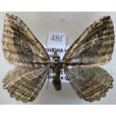 Horisme vitalbata (Denis & Schiffermüller, 1775) Paśnik sporyszak Czech48f